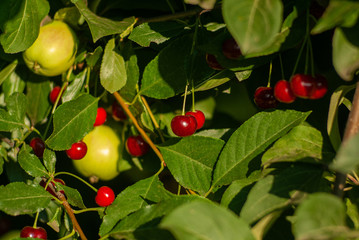 A branch of felt cherry with ripe berries on the background of an apple tree.