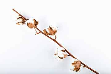 Dried cotton branch on a white background. Floral background Cotton flowers. Natural branch of a dried cotton plant.