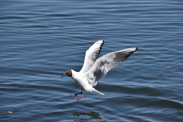 Fototapeta na wymiar White gull on the lake
