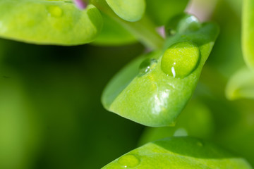 Water drops on green leaves macro.