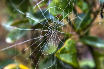 Drops of water on a web on a background of green leaves.
