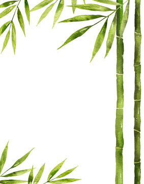 Watercolor Vector Bamboo Stem With Green Leaves And Copy Space.