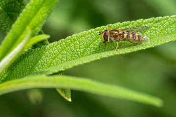 Small false bee hoverfly on green leaf.