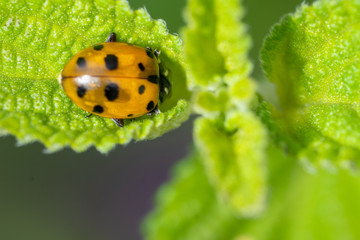 Ladybug crawling on a green leaf.