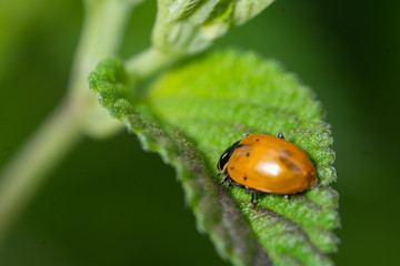 Ladybug crawling on a green leaf.