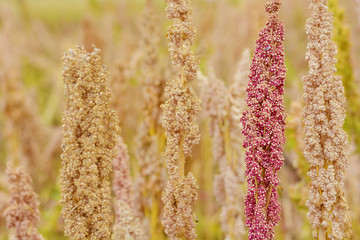 Quinoa growing in the countryside.