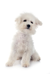Bichon Frise in studio