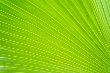 Obraz premium Palm leaves