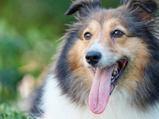 Dog, Shetland sheepdog, collie, lying on grass field and looking away with tongue sticking out,...