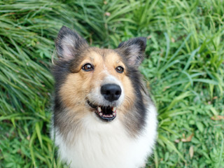 Dog, Shetland sheepdog, collie, looking up with funny expression, close up of cute dog head.