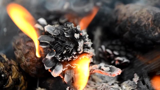 Pine cones burn in the fire