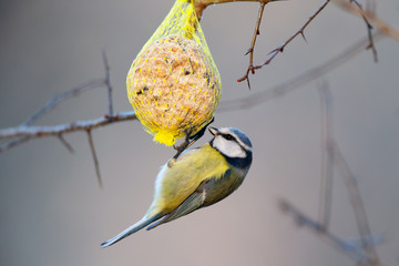 Blue Tit (Cyanistes caeruleus) feeding on a fat ball in the nature protection area Moenchbruch near Frankfurt, Germany.