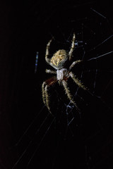 Brown Orb Weaver Spider in Web at Night