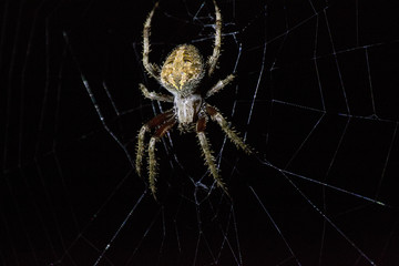 Brown Orb Weaver Spider in Web at Night