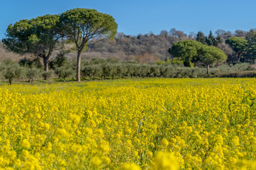 Rapeseed field in Italy