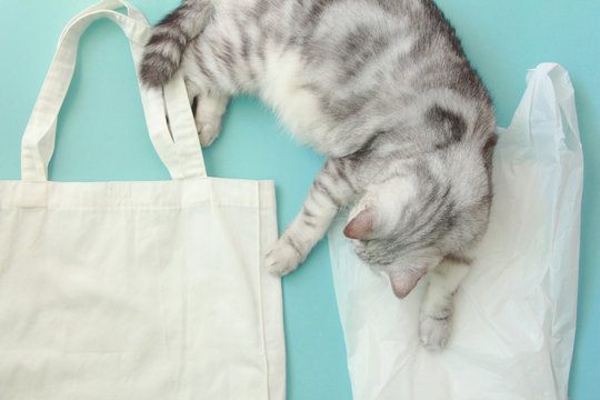 Cat with Tote Bag with plastic bag on blue background.