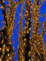 Tree and lights in blue background