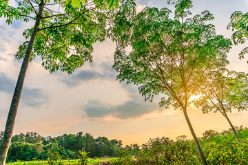 Plantation latrx rubber or para rubber tree or tree rubber southern Thailand