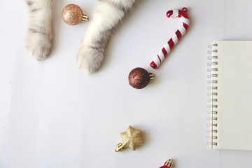 Cat with Christmas ornament celebration and notebook on white background.