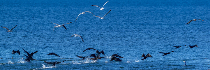 Seagulls and cormorants