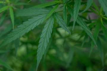  Green hemp leaves have beautiful backgrounds and bokeh.