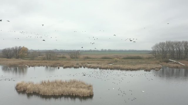 Beautiful aerial photographs of a group of geese flying over a lake, moving more geese left and right, large birds migrating to different areas.