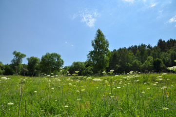 Meadow with flowers