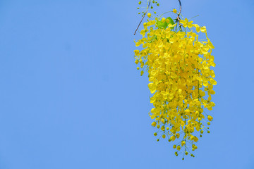 Yellow flowers that are inflorescence hanging from the flowering trees in the summer of Thailand, the Thai people called Ratchapruek