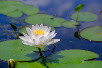 The white lotus flower in the beautiful lake