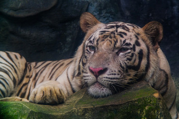 The white tiger stared at the rock.