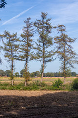 Larch trees near Dunsborg in Achterhoek (The Netherlands), a rural farming area.