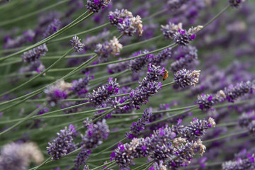 Photo of a honey bee pollinating lavender in an urban "pollinator" yard in Portland, Oregon on July 5, 2019. -Photo by Chris Korsak