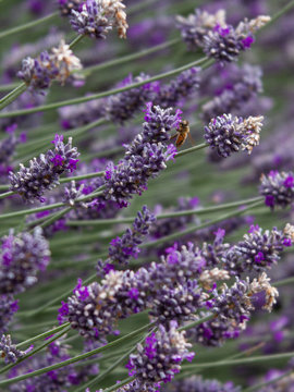 Photo Of A Honey Bee Pollinating Lavender In An Urban 