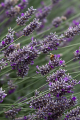 Obraz premium Photo of a honey bee pollinating lavender in an urban 