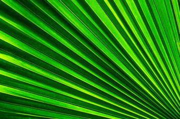 abstract green background, striped of palm leaf