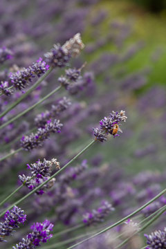 Photo of a honey bee pollinating lavender in an urban "pollinator" yard in Portland, Oregon on July 13, 2019. -Photo by Chris Korsak