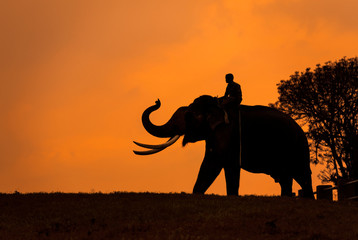 Obraz na płótnie Canvas Elephant silhoutte, Mudumalai, Tamilnadu, India