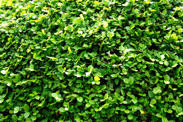 green leaves background