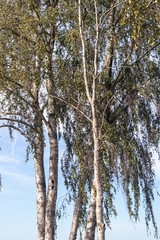 Beechwood trees along country road in the Achterhoek (The Netherlands)