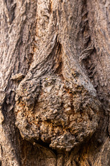 Bark of tree.