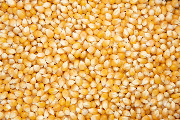Close-up of pile of sweet corn seed background