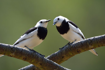 White Wagtail bird (Motacilla alba), commonly known as cow shit bird.