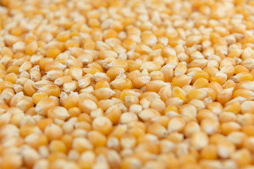 Close-up of pile of sweet corn seed background