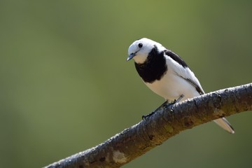 White Wagtail bird (Motacilla alba), commonly known as cow shit bird.