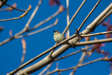 house sparrow sitting on a branch of a tree.