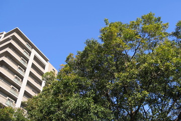 秋の大木とマンション風景