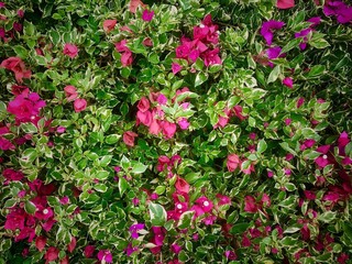red flowers in the garden