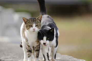 Obraz premium 仲良し猫ちゃん