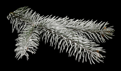 Green Christmas tree branch in snow isolated on black background close-up.