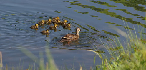 着いておいでよ。 カルガモ一家